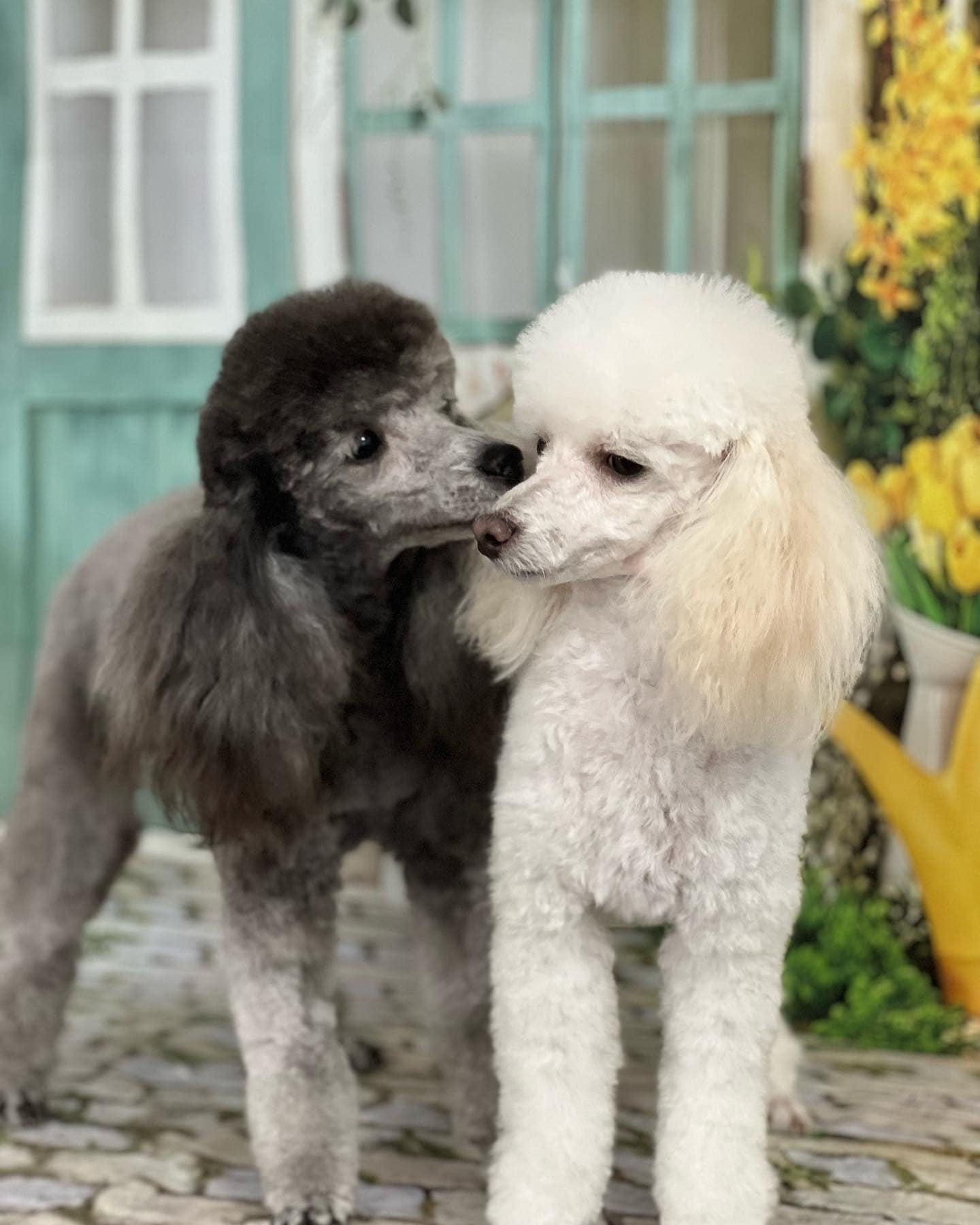 Poodles